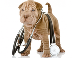 Расценки на консультации по вопросам диагностики, лечения и профилактике болезней животных
